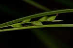 Ravine sedge